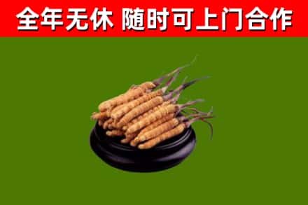 博湖县回收散虫草